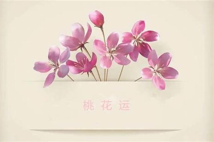 什么花可以招桃花运