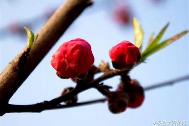 哪种花旺桃花