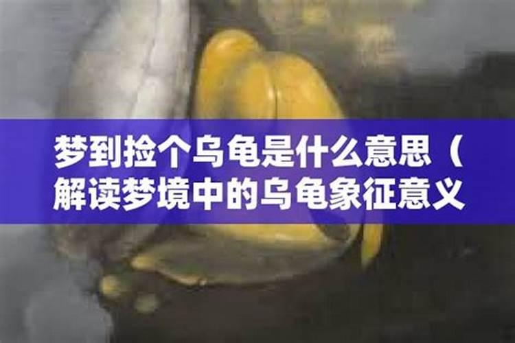 梦见捡到乌龟是什么意思呢？