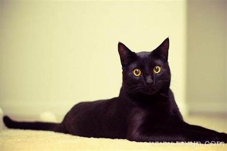梦见黑猫意味着什么