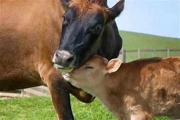 立冬之后出生牛宝宝取名