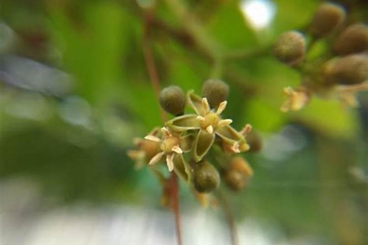 梦到爬山虎开花了