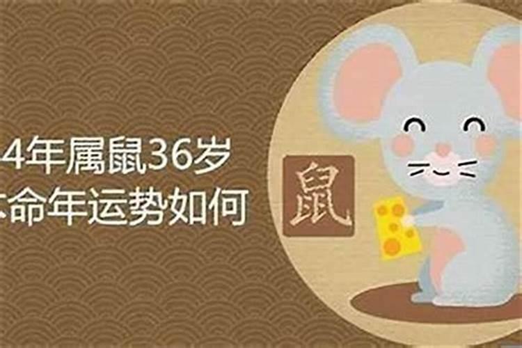 做梦梦到猫是什么意思