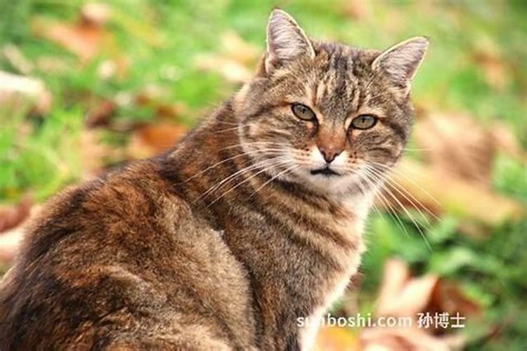 梦见杀死一只猫出血了