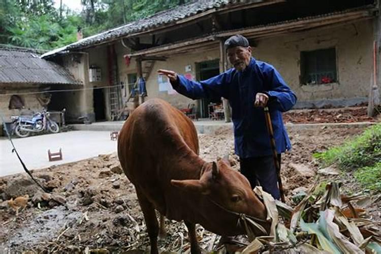 梦见过世的老人在放牛