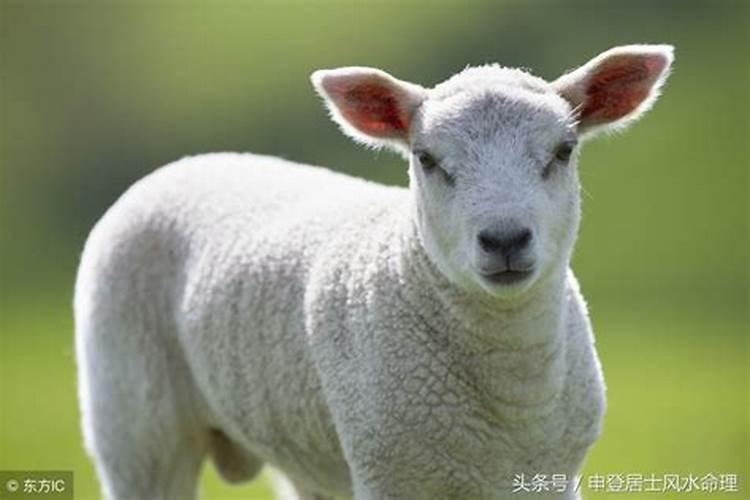 1979年出生2023年属羊人的全年运势