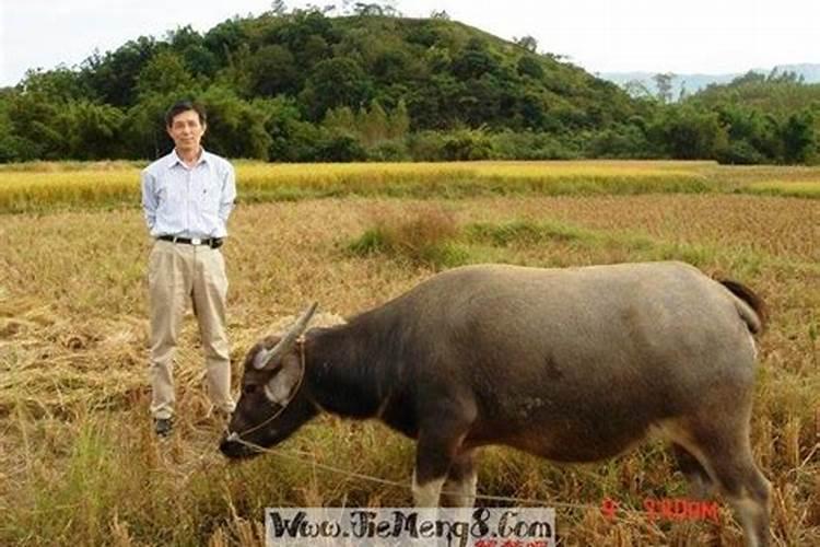 梦见活的叔死了好不好