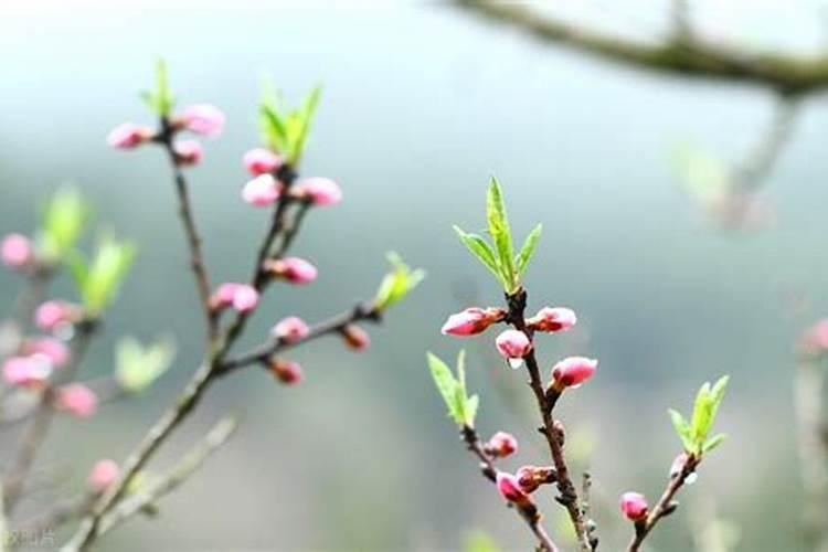 清明节的风俗来历缩写