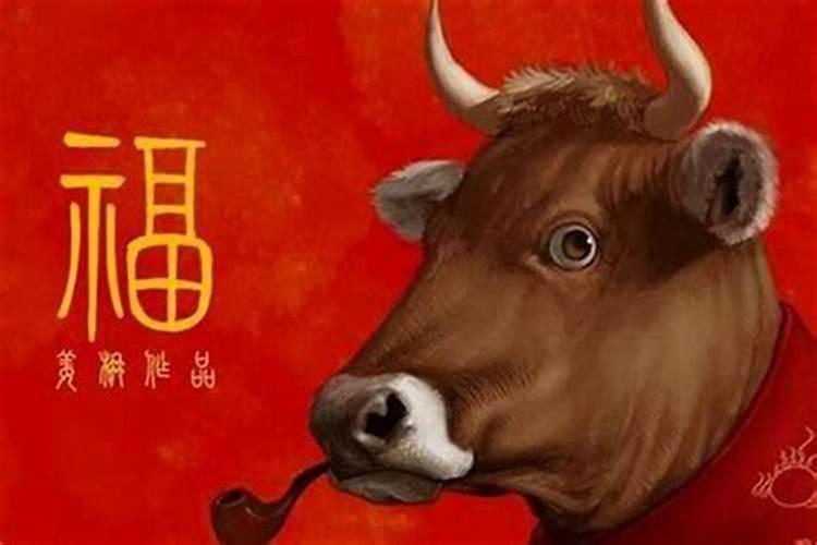 出生牛12月份运程怎么样？