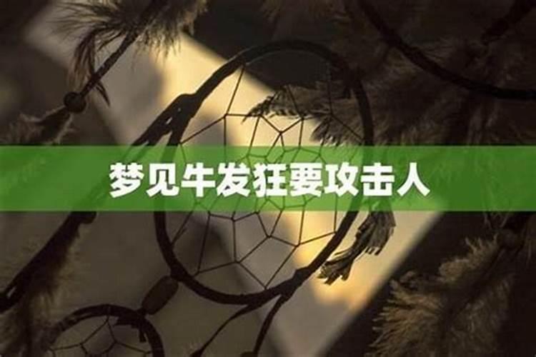 梦见牛发疯攻击我家人到处是血