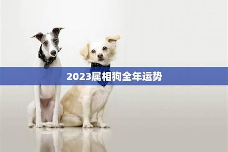 2023年属相狗狗运势如何