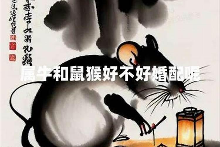 属鼠的配属猴的好不好