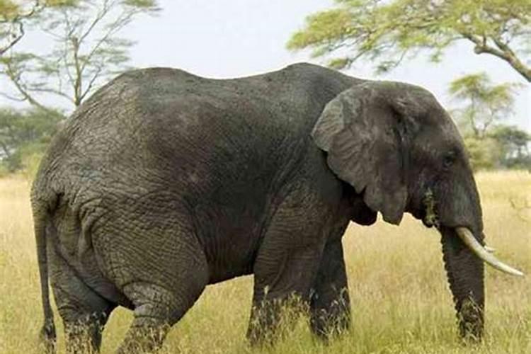 怀孕梦到大象和小象大象保护小象伤人