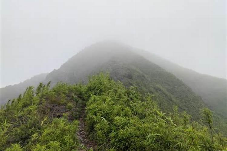 梦见山上雾很大