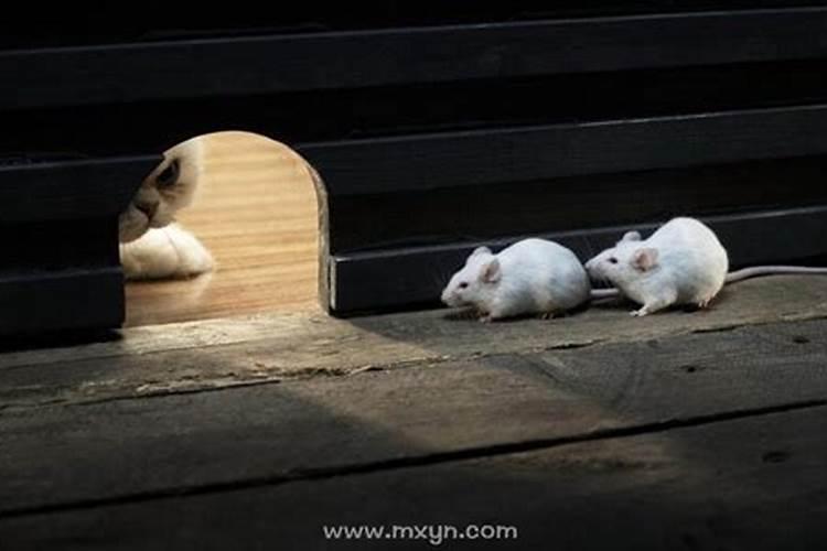 孕妇梦见大老鼠和小老鼠是什么意思