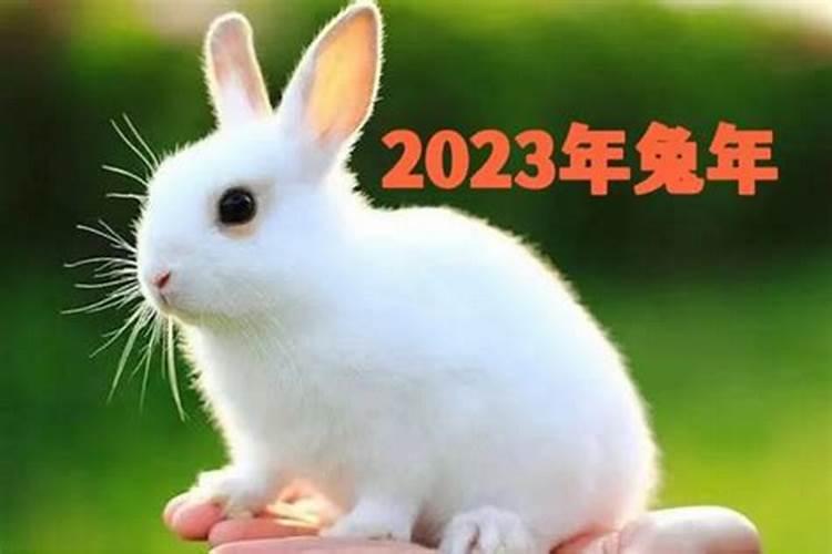 2023兔子运势如何1975