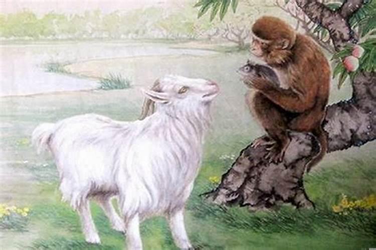 羊和猴婚姻能到头吗