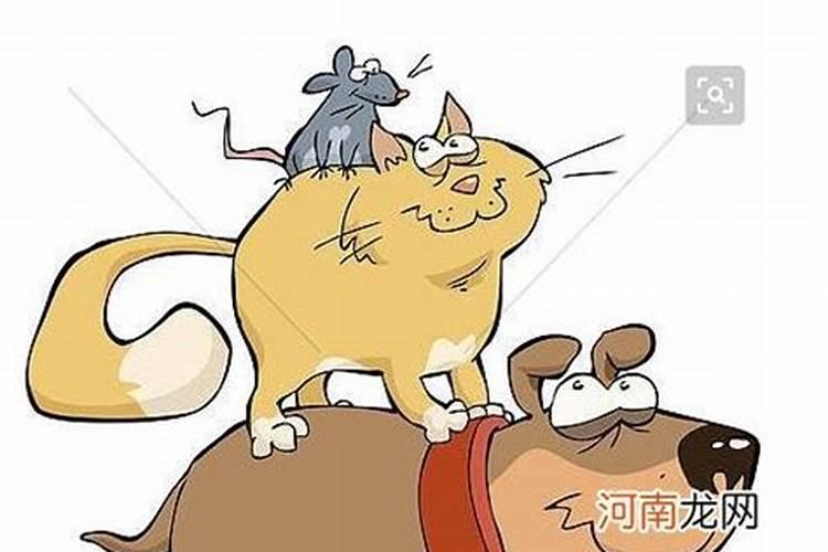 梦见狗猫老鼠一起出现