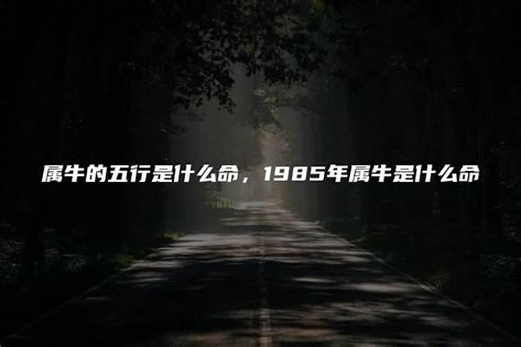 1985属牛是什么命