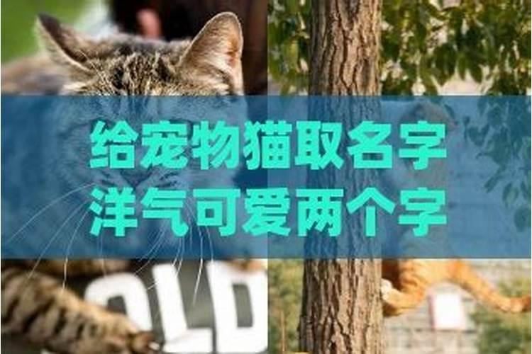 冬至出生的猫咪取名字可爱