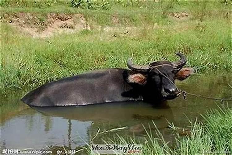 梦到前妻流产了怎么回事儿