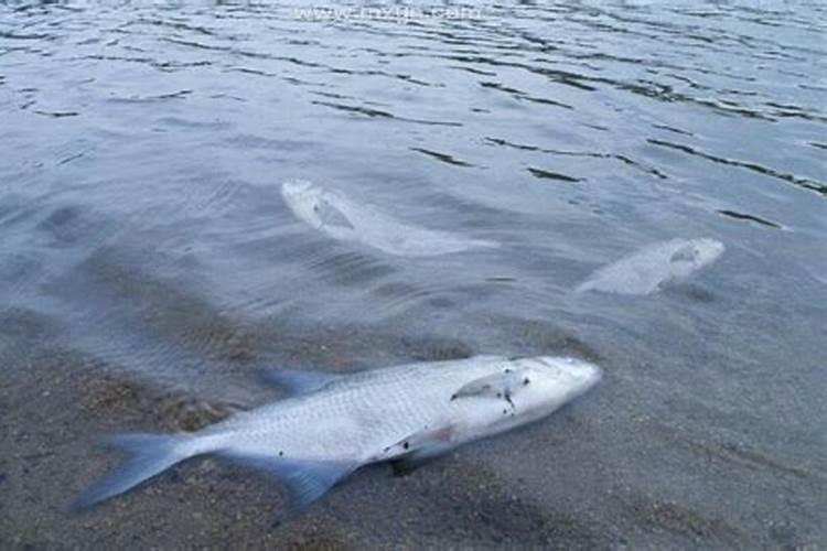 梦见死在海里