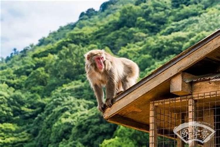 属猴生于秋天好不好