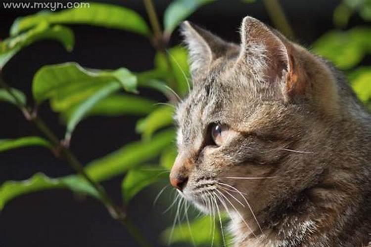 男的做梦梦到猫是什么征兆