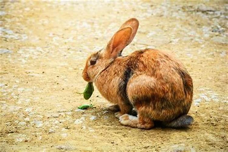 女兔和什么属相合
