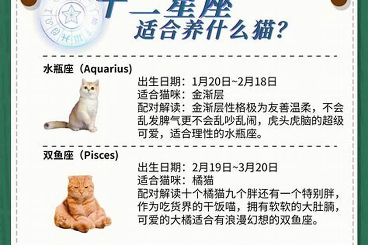 养猫跟生肖有关系吗