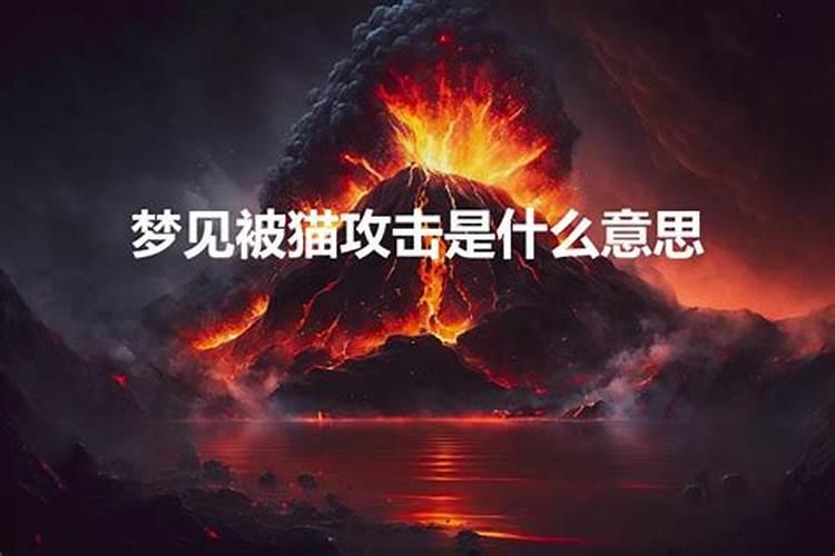 梦见猫亲我