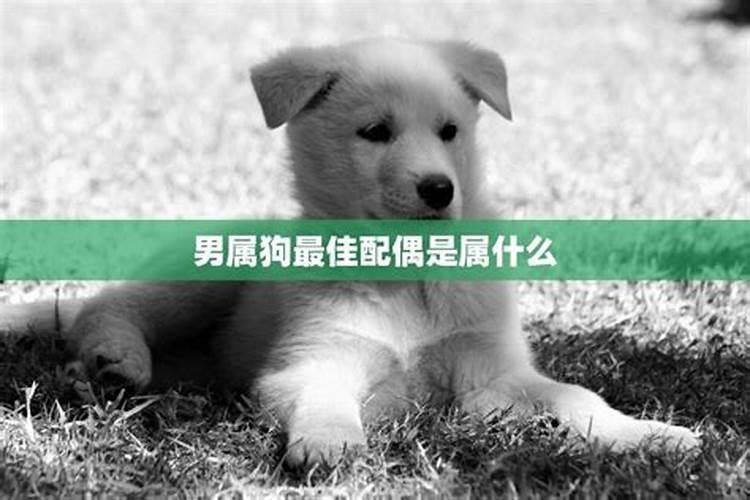 羊与狗能合婚吗