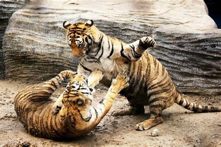 孕妇梦到狮子和老虎追自己