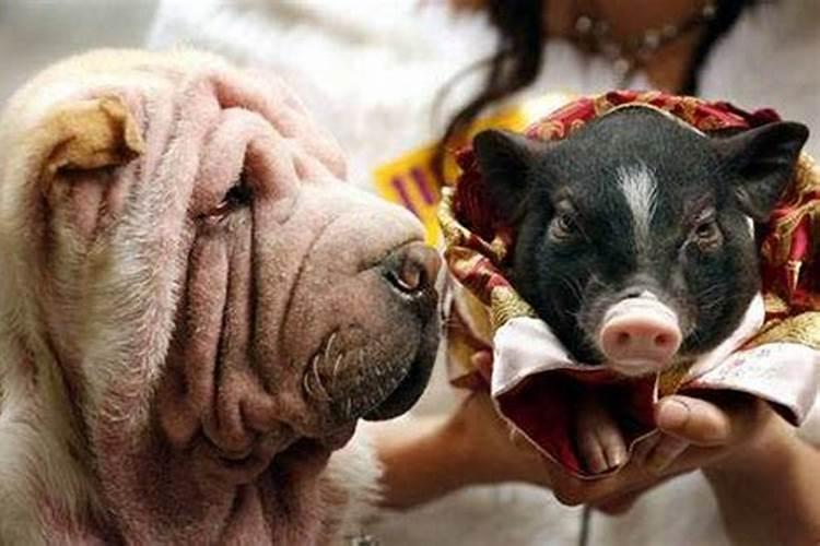猪和狗的属相婚配如何化解