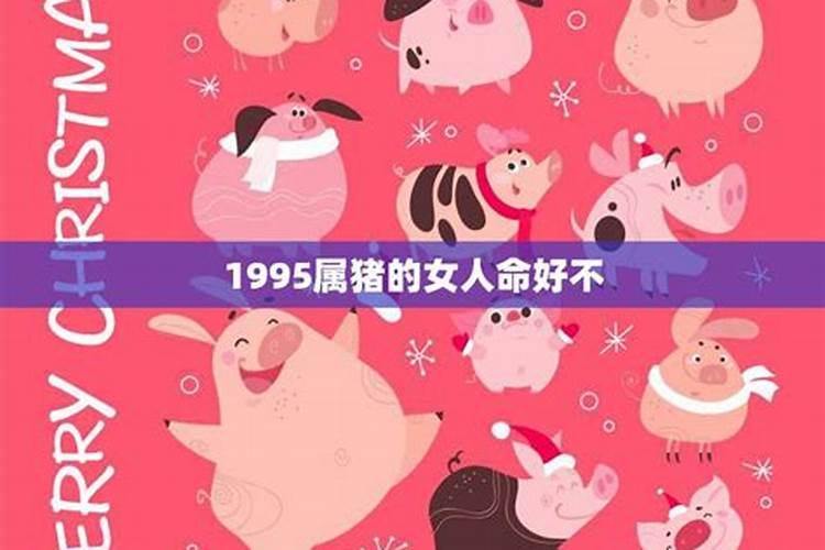 1995属猪的女人命好不好