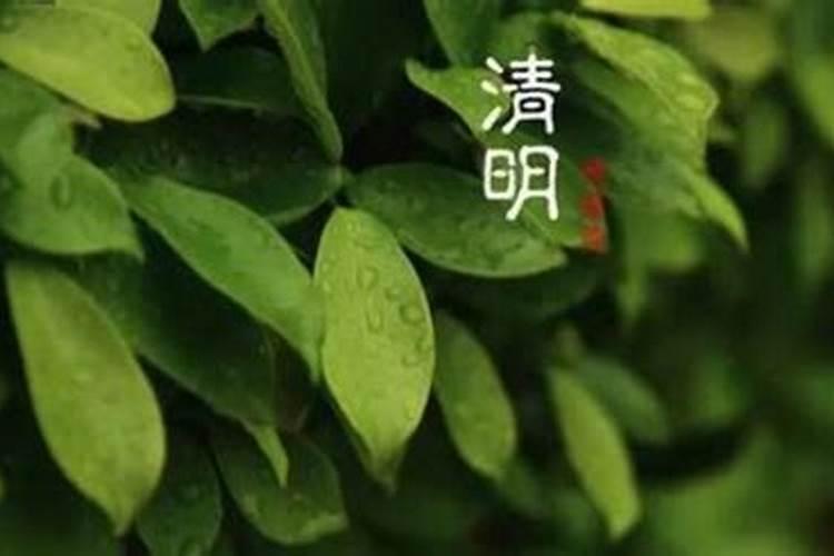 春分清明后的节气