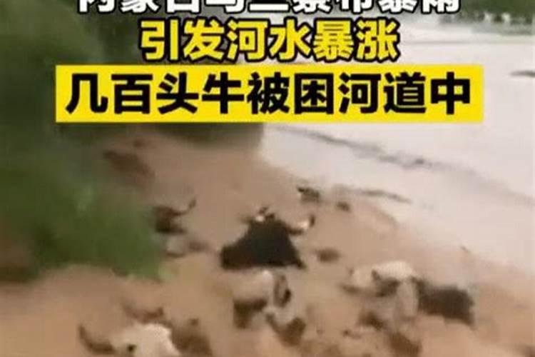 梦见别人家的牛死了被洪水冲走了什么意思