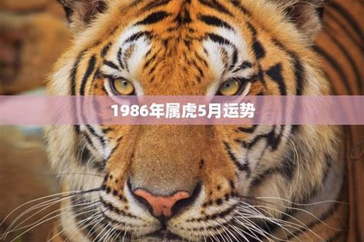 1986年虎5月运势如何