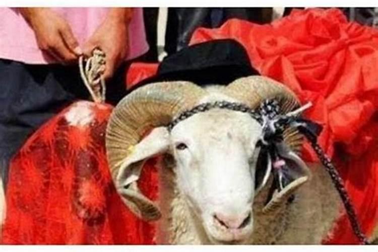 属羊和属鸡能合得来吗婚姻