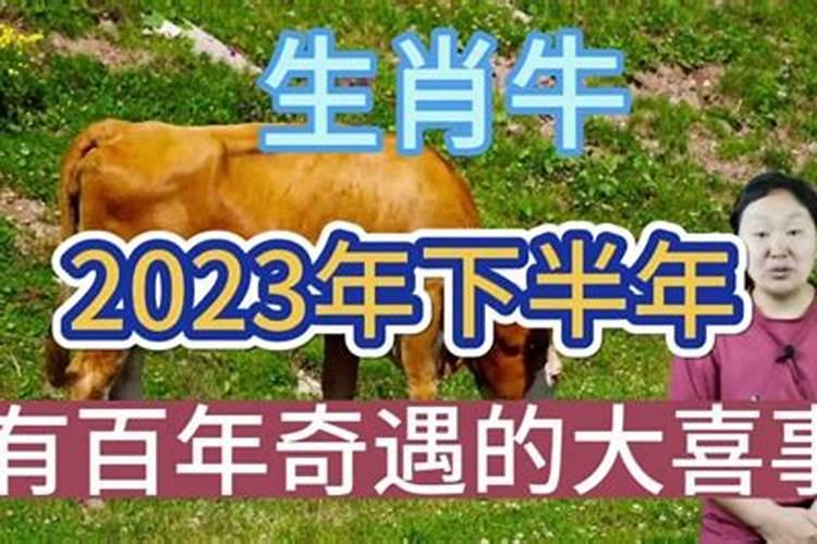 生肖牛2023年有4大喜事