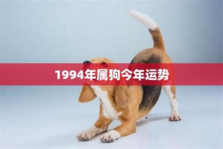 1994属狗的今年运势和财运怎么样