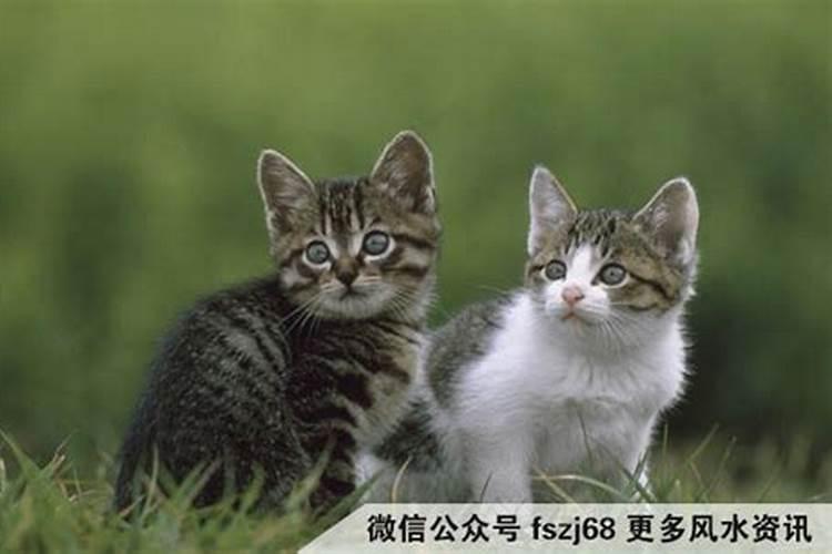 什么生肖的人不适合养猫咪