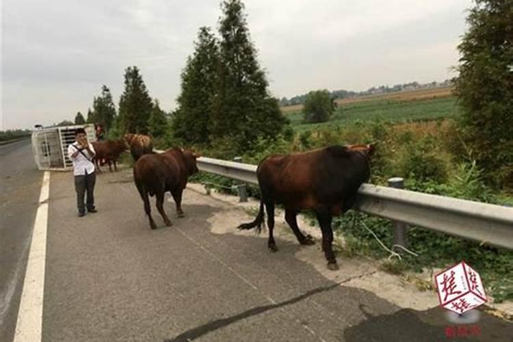 梦见牛顶车车翻到江里