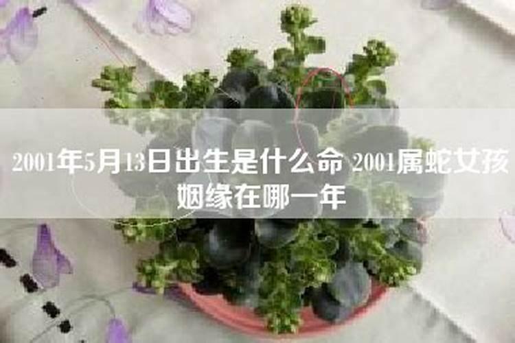 属蛇女孩二月出生是什么命运