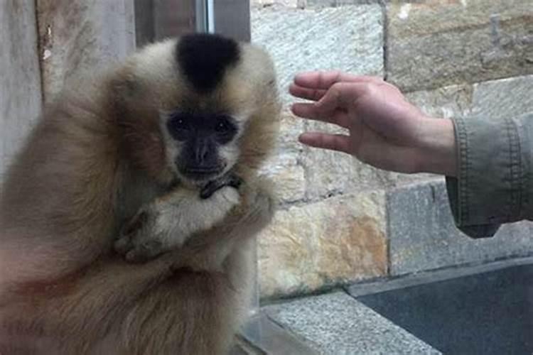 鼠和猴婚配如何