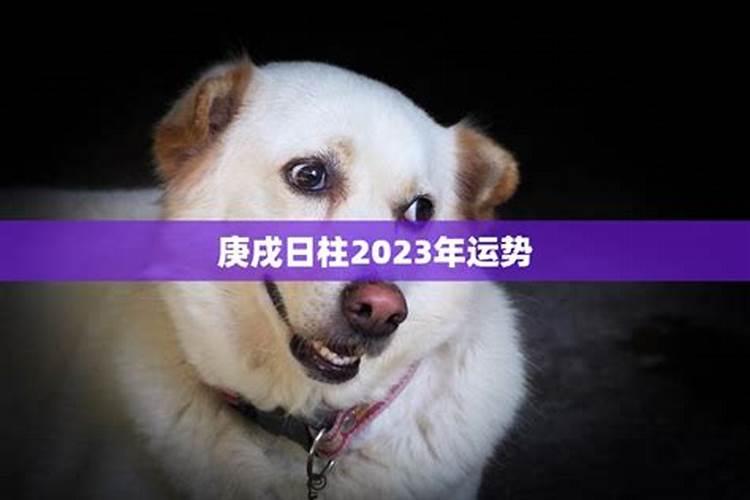 庚戌狗2020年每月运势