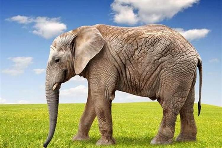 孕妇梦见大象是什么意思呢