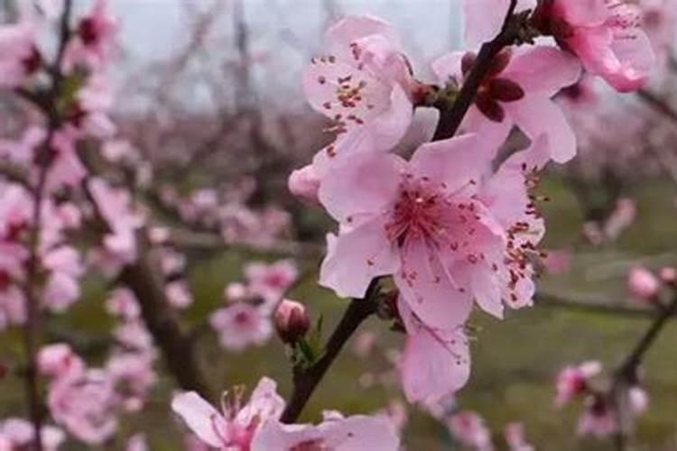 桃花与烂桃花