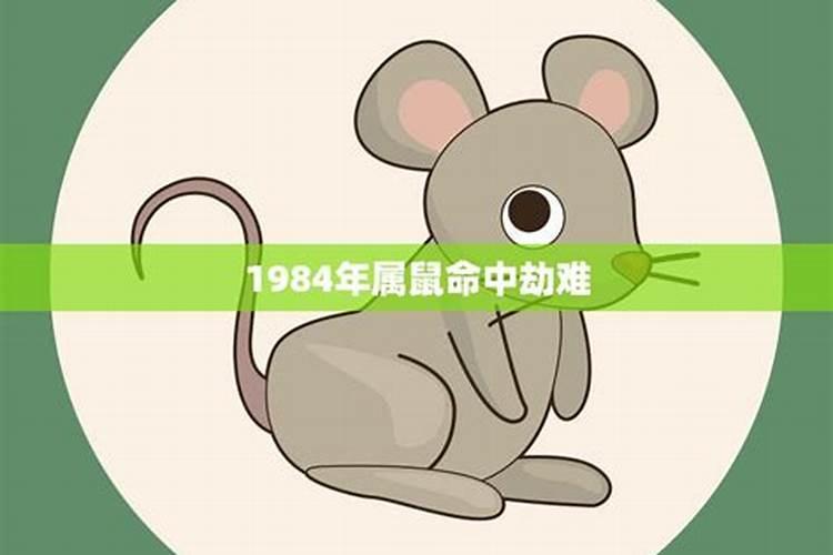 1984属鼠一生运势和大劫