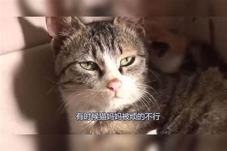 梦见猫狗都来缠着我啥意思